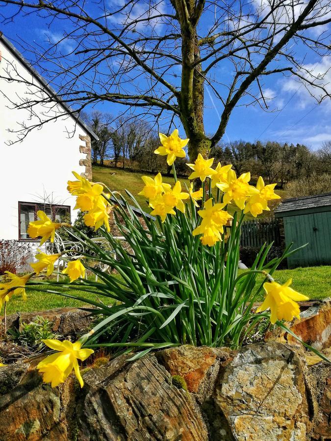 Neuadd Wen Guest House Carmarthen Eksteriør billede